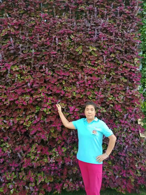 三亚大树公馆房价多少