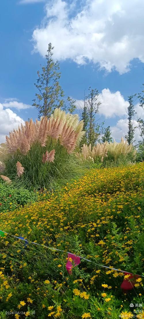 昆明西山草海最新消息