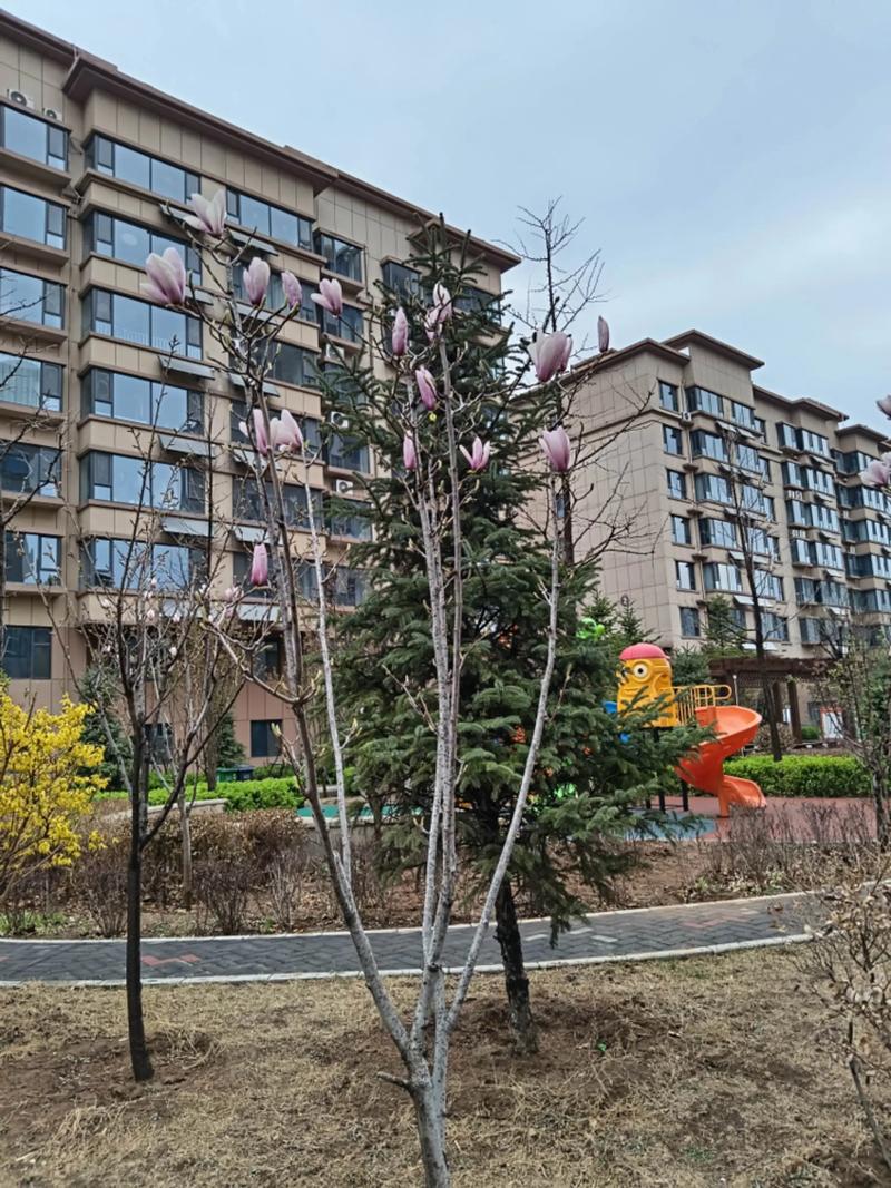 曹县锦呈花园最新消息