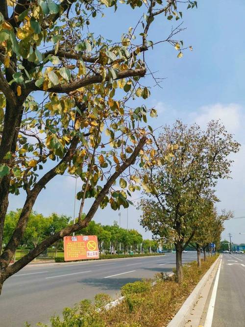 阜阳西湖大道最新消息