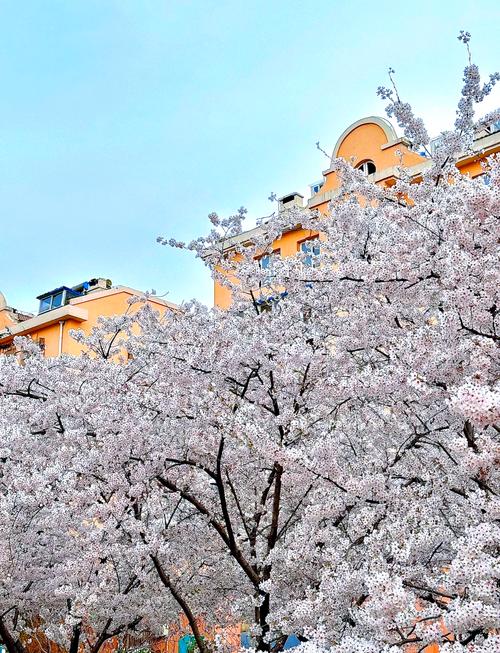 青岛樱花小镇房价