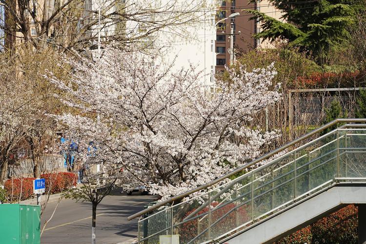 青岛樱花小镇房价